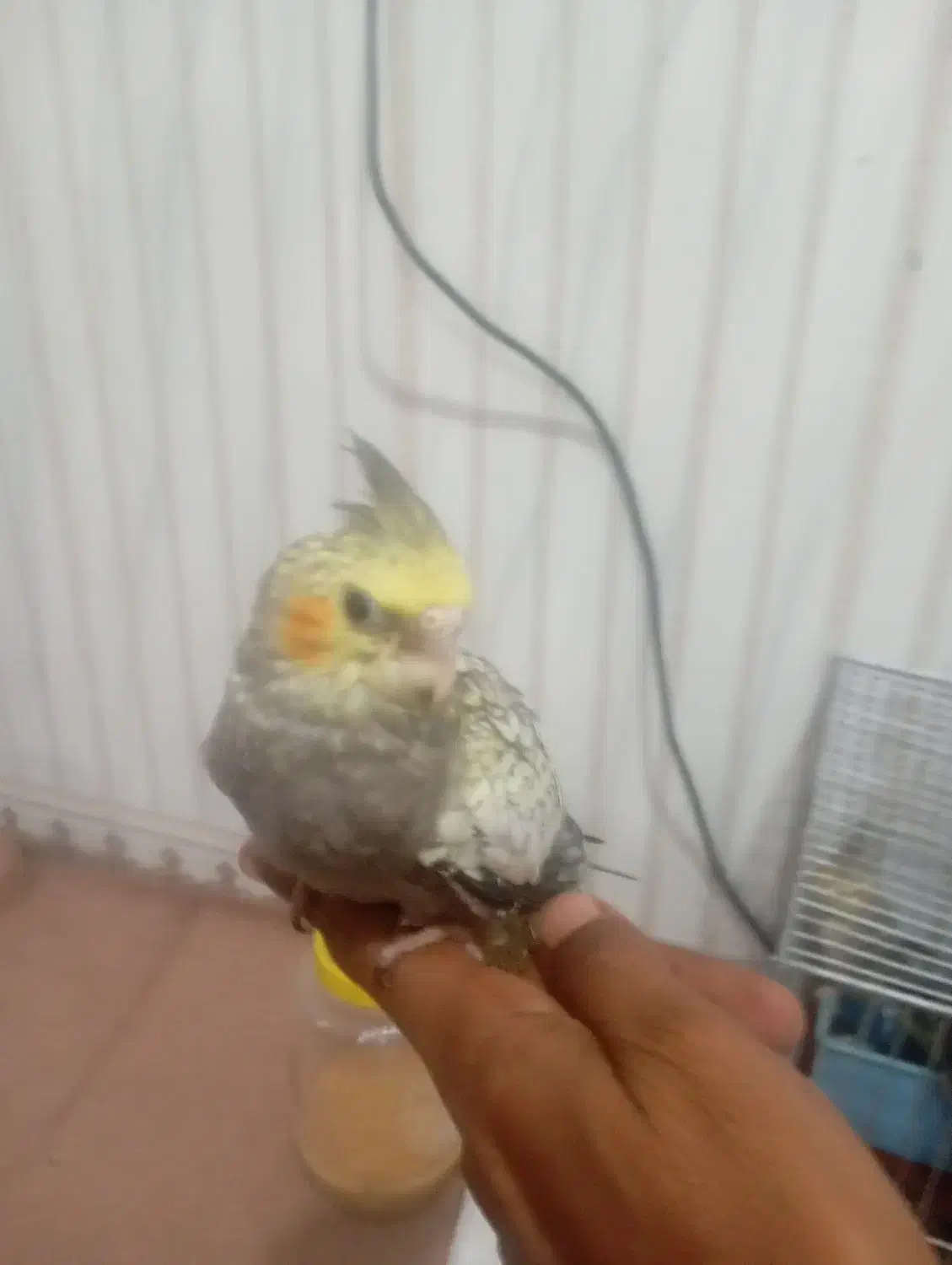 پرنده|پرنده|بندر امام خمینی, |دیوار