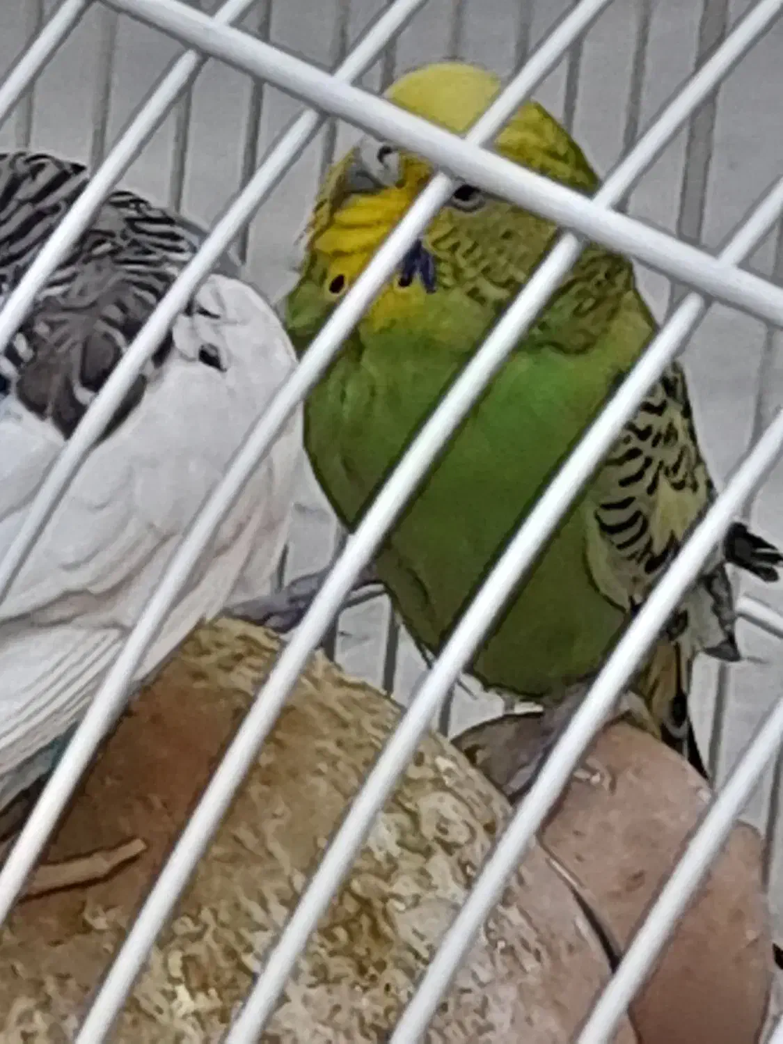 مرغ عشق|پرنده|زاهدان, |دیوار