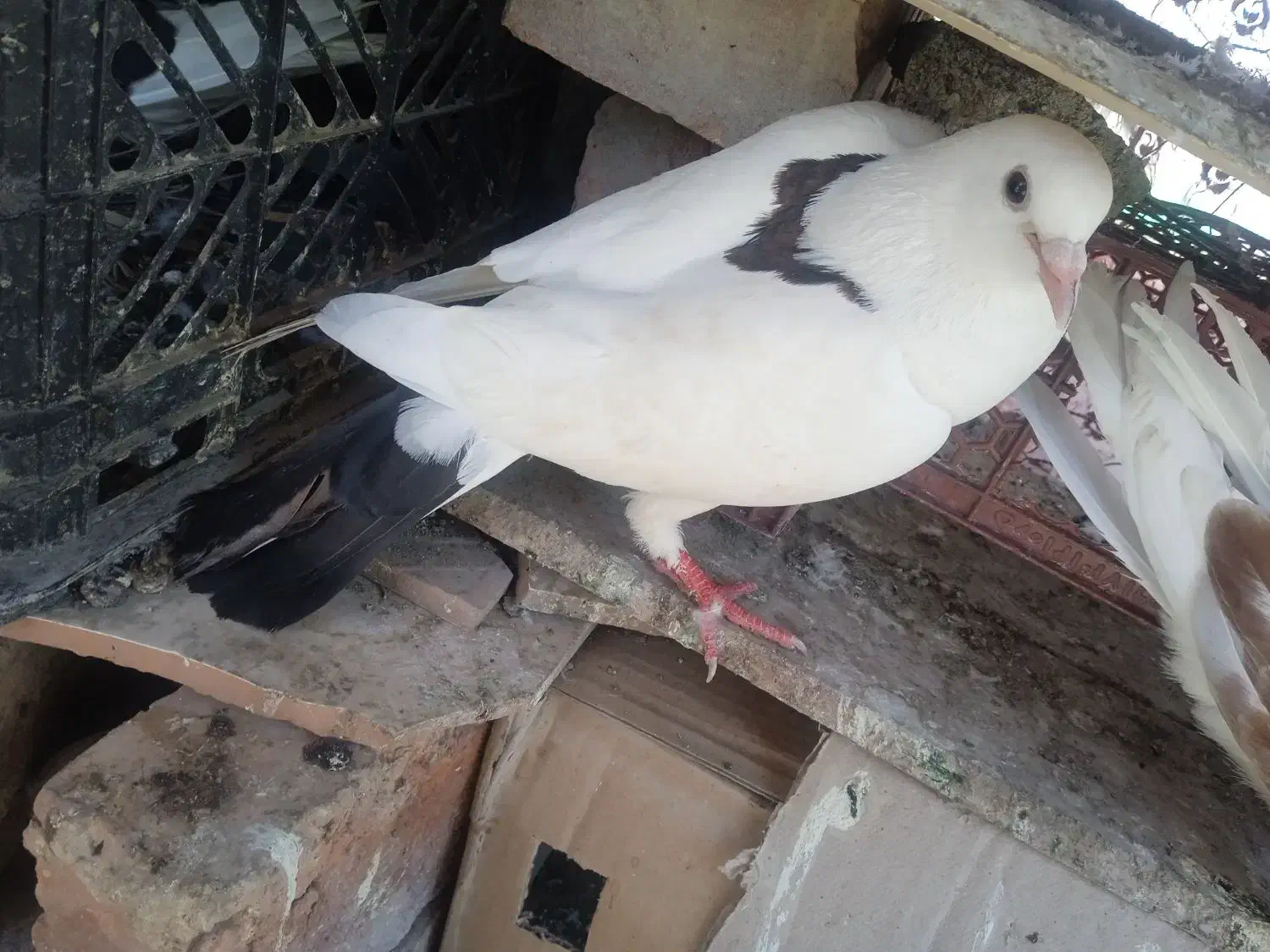 فرش کبوتر|پرنده|بنت, |دیوار