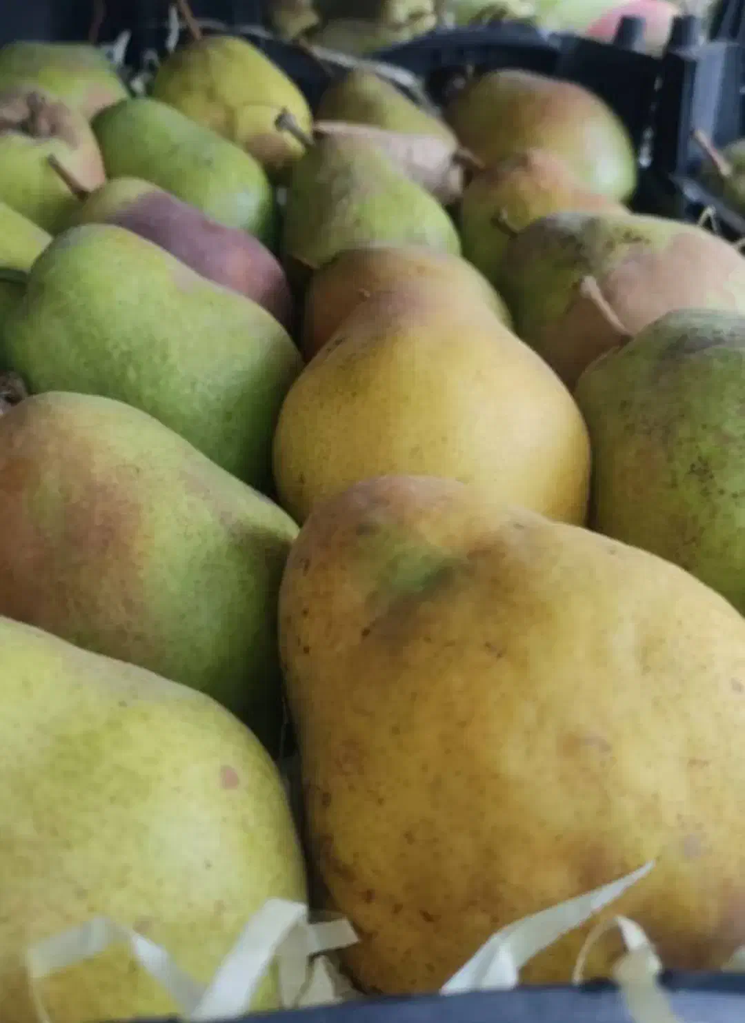 گلابی درگزی|خوردنی و آشامیدنی|نوشین شهر, |دیوار