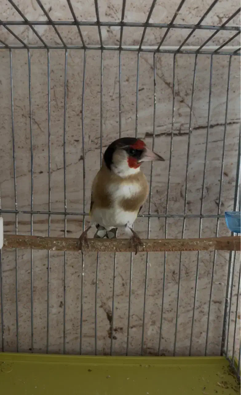 سهره زاغ|پرنده|شیراز, گویم|دیوار