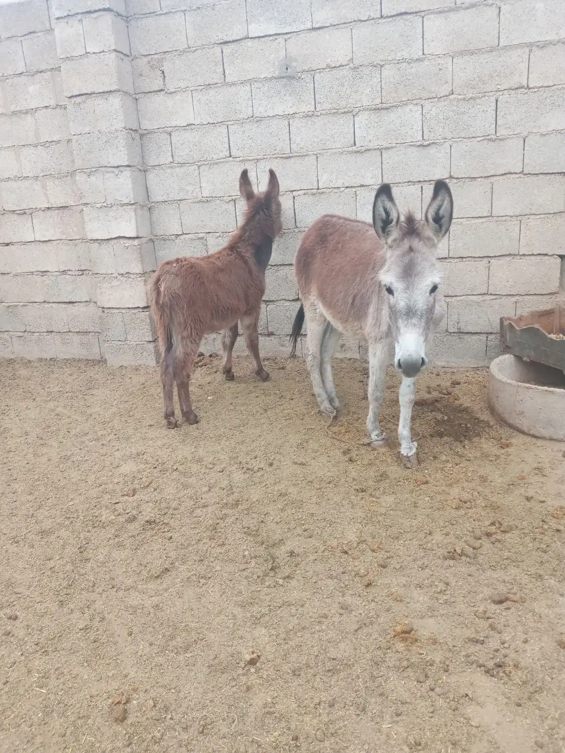 خر جوان با کره نر|حیوانات مزرعه|گنبد کاووس, |دیوار