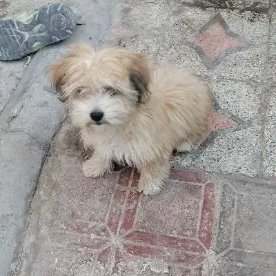 سگ پا کوتاه فروشی|سگ|کرمان, |دیوار