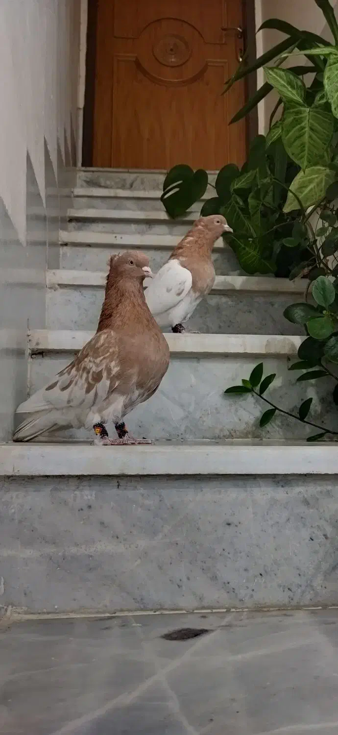 کبوتر کله|پرنده|استهبان, |دیوار