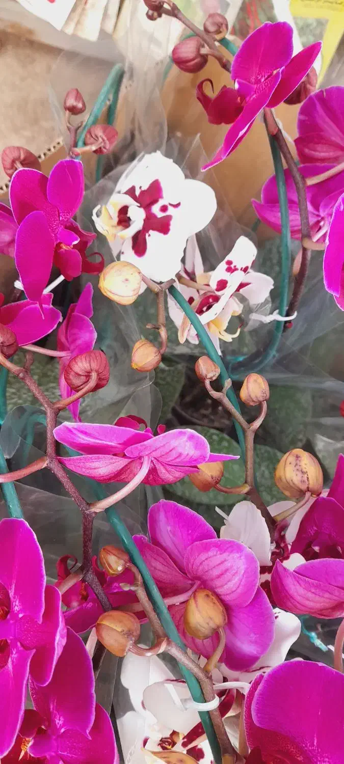 ارکیده ابلق|گل و گیاه طبیعی|ارومیه, |دیوار