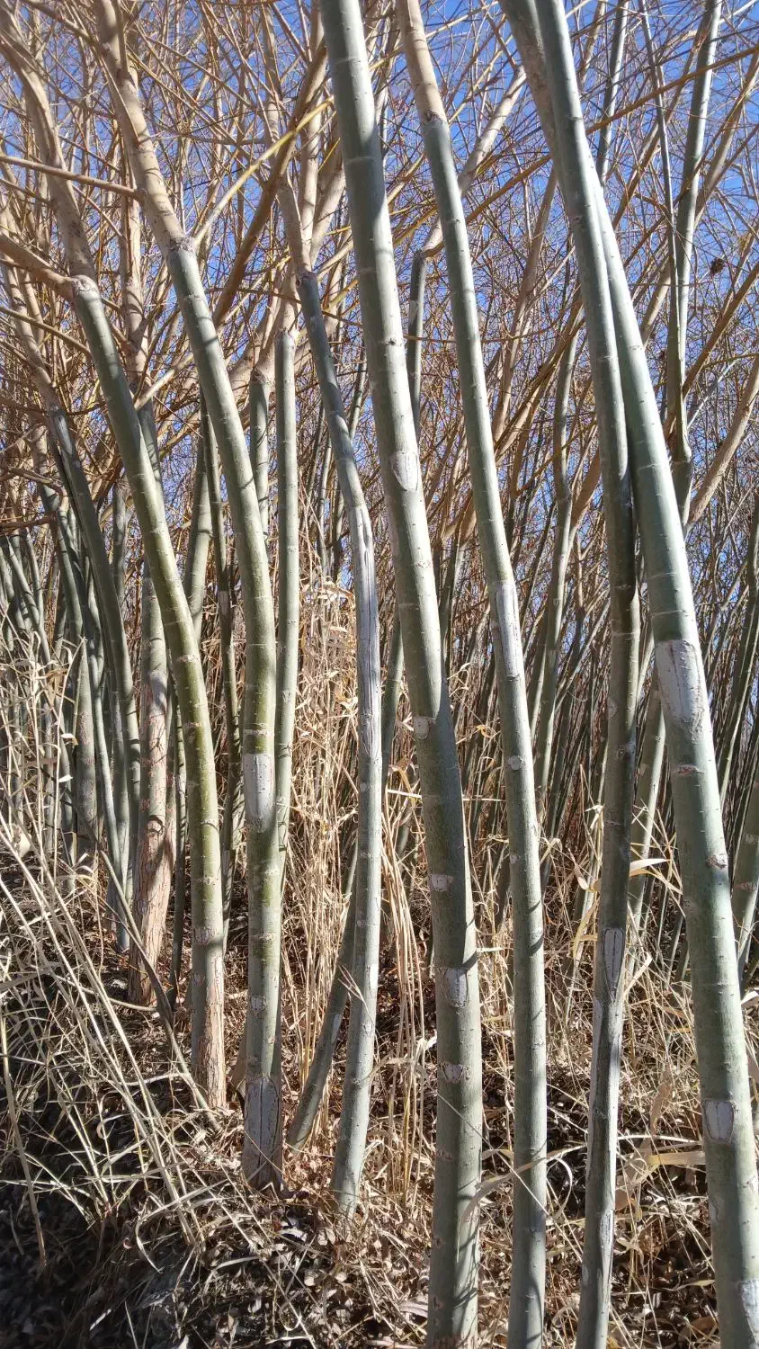 نهال بید|خدمات باغبانی و درختکاری|مبارکه, |دیوار