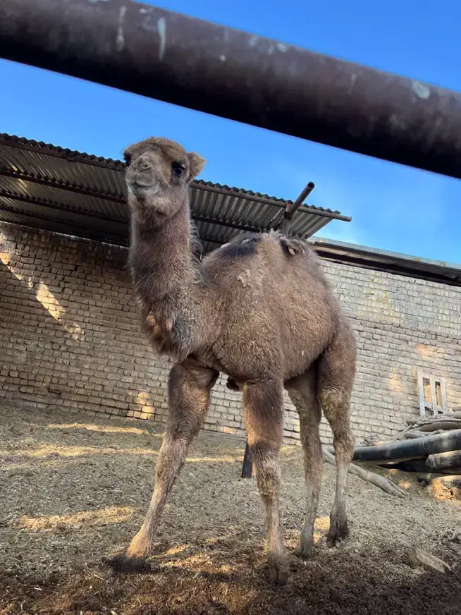 بچه شتر چاق برای نذری|حیوانات مزرعه|قنوات, |دیوار