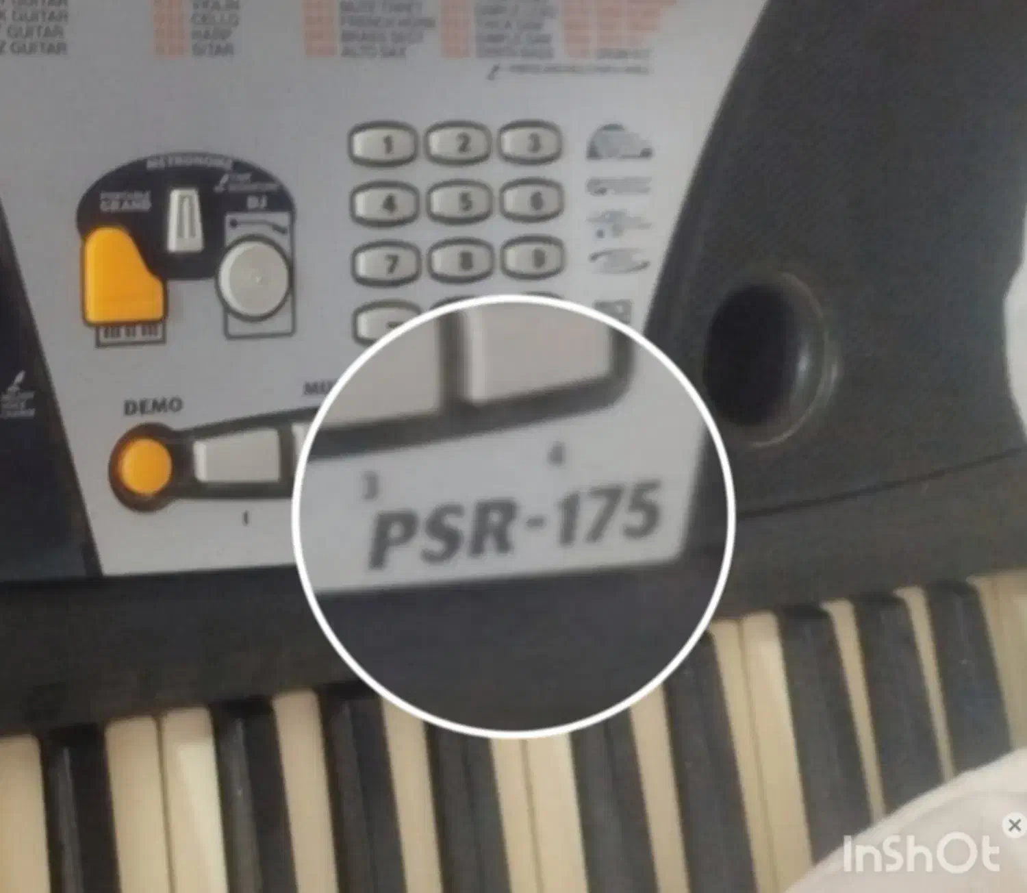 فروش و معاوضه با طوطی سانان هم قیمت|پیانو، کیبورد، آکاردئون|اردبیل, |دیوار