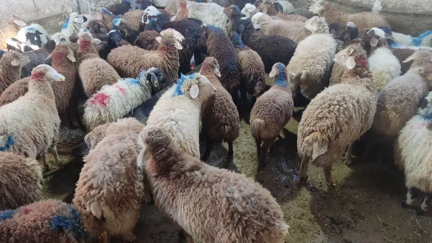 بره و شیشک|حیوانات مزرعه|کرج, بنیاد|دیوار