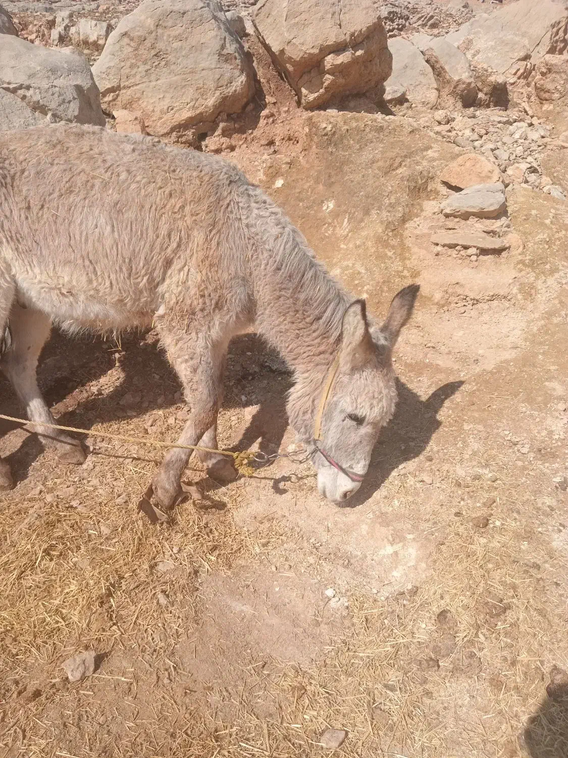 الاغ نر|حیوانات مزرعه|چگنی, |دیوار