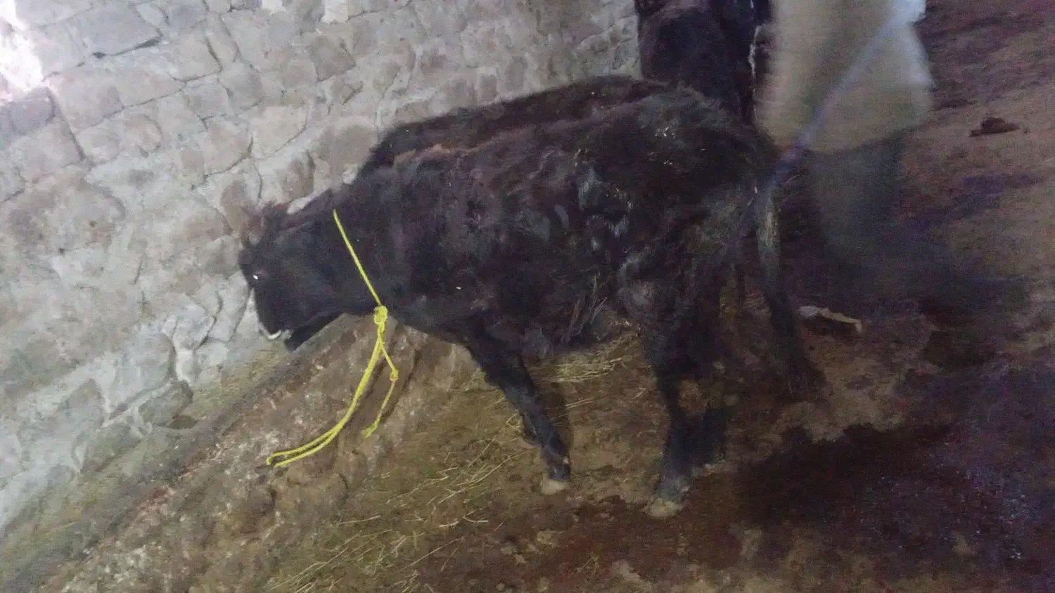 گاو نر|حیوانات مزرعه|چهاردانگه (آذربایجان), |دیوار