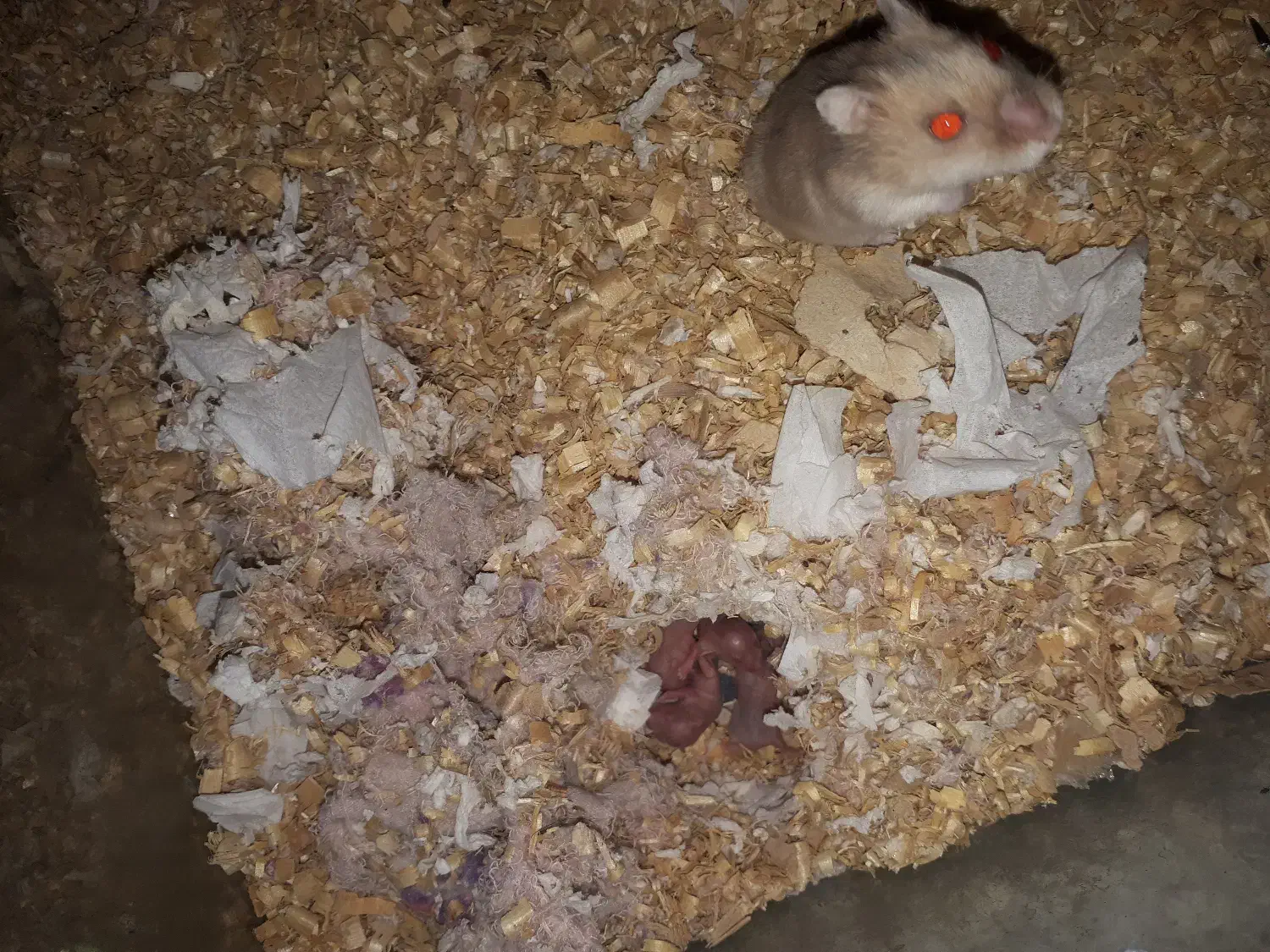 همستر مینیاتوری گلد طلایی|موش و خرگوش|محمدشهر, علی آباد گونه|دیوار