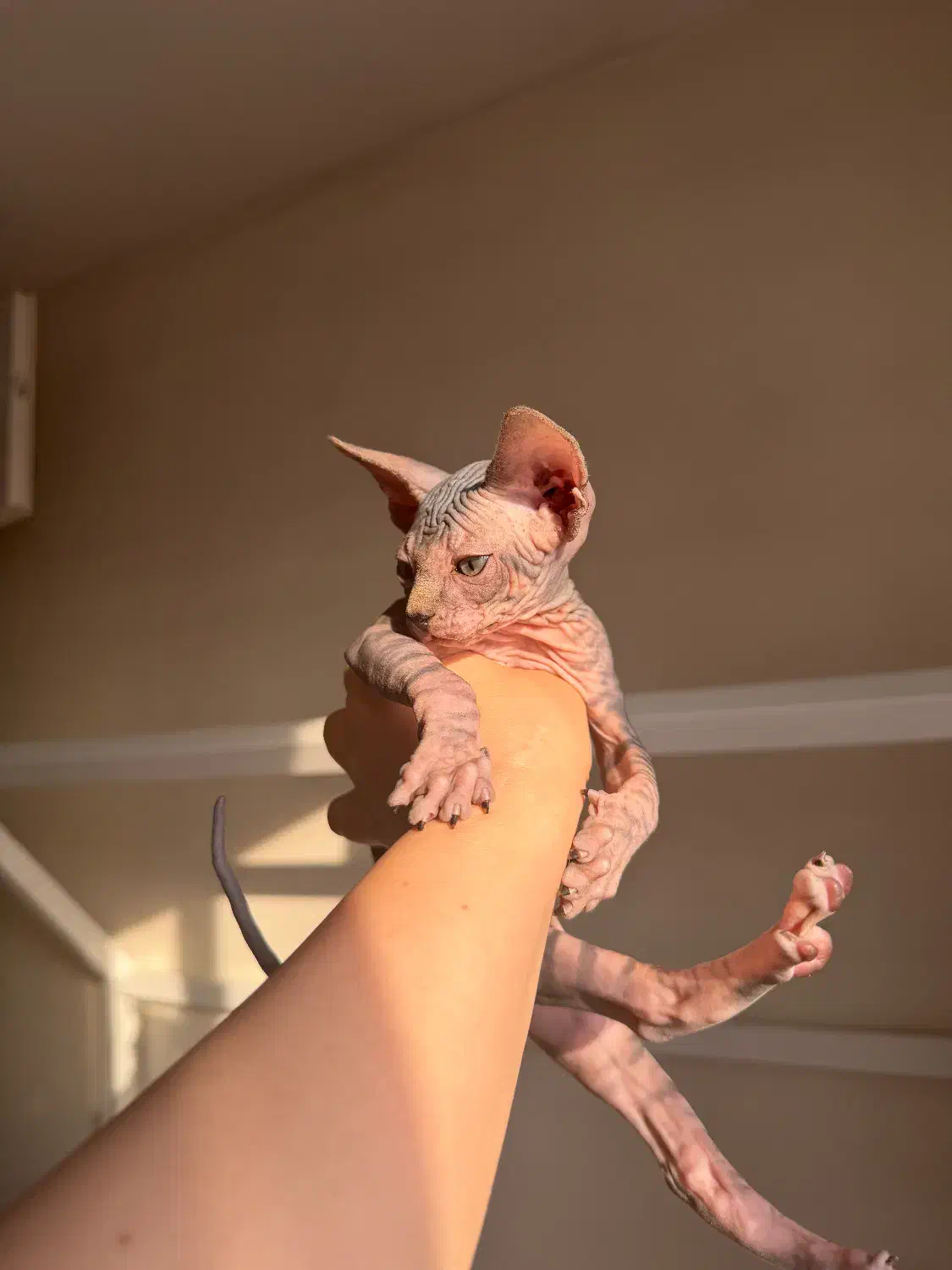 اسفینکس گربه بی مو|گربه|تهران, چیتگر شمالی|دیوار