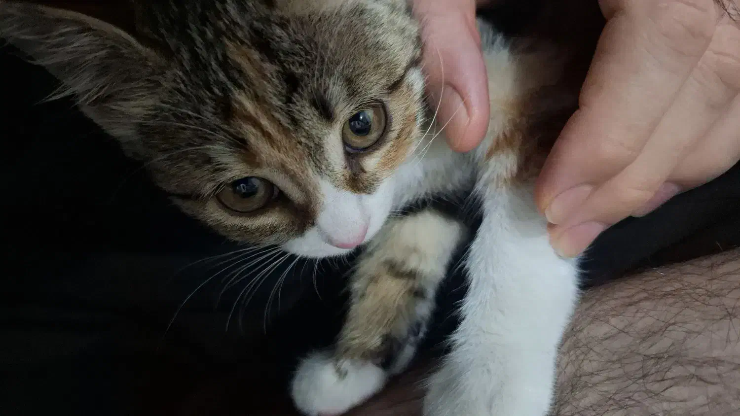 بچه گربه خونگی بامزه و مهربون|گربه|اردکان, |دیوار