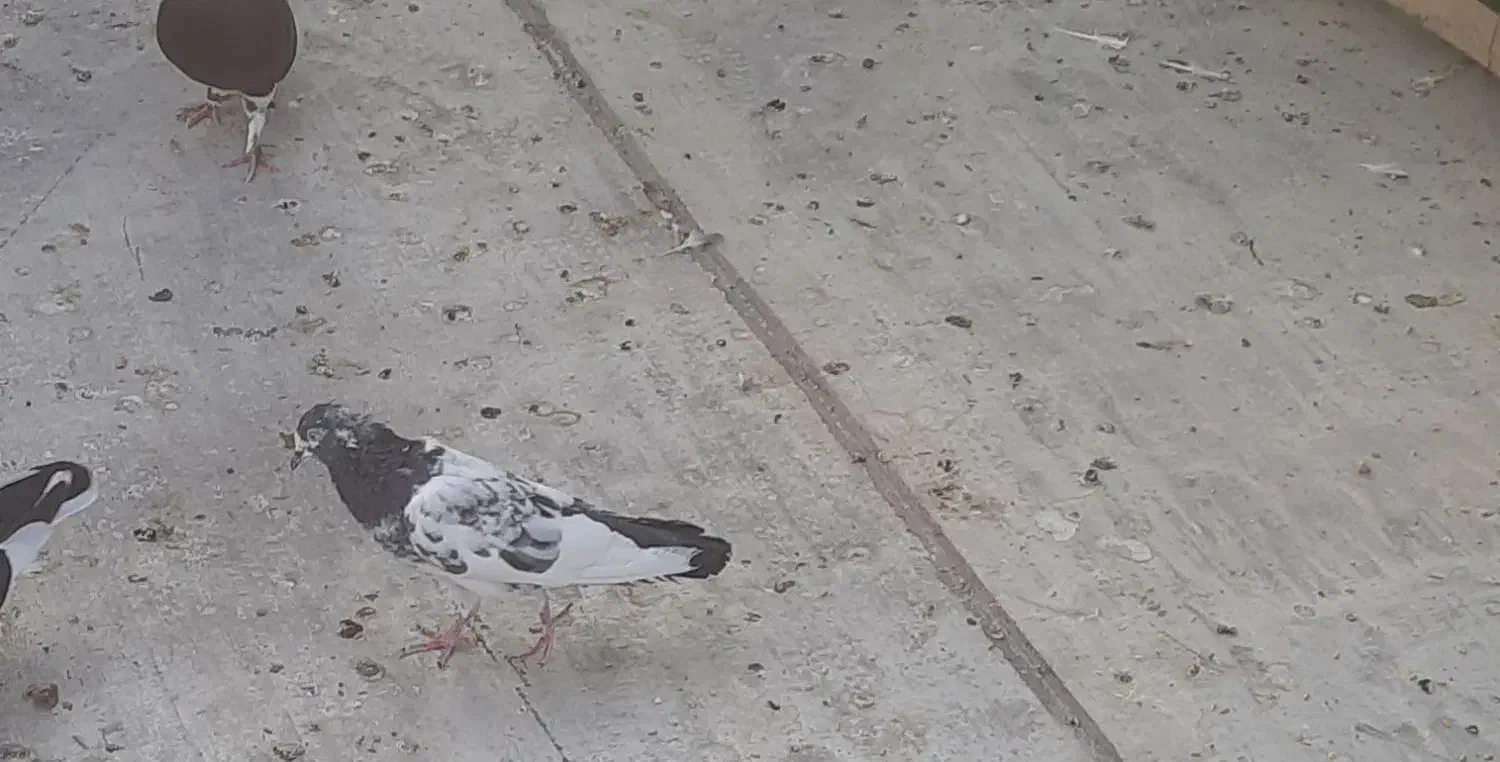 کفتر پرشی 2عددپاکستانی 2عددشازده 1عدوکت بوشهری|پرنده|امیدیه, |دیوار