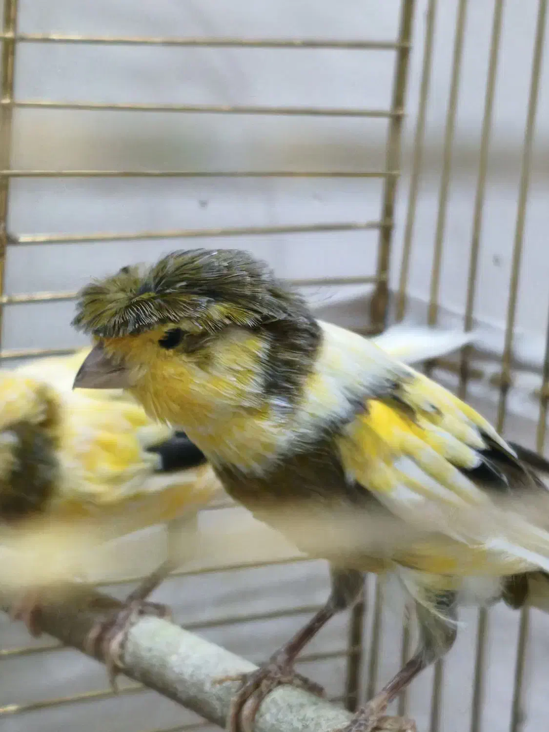 دو عدد قناری سالم و زیبا|پرنده|تهران, شهرک آتی شهر|دیوار