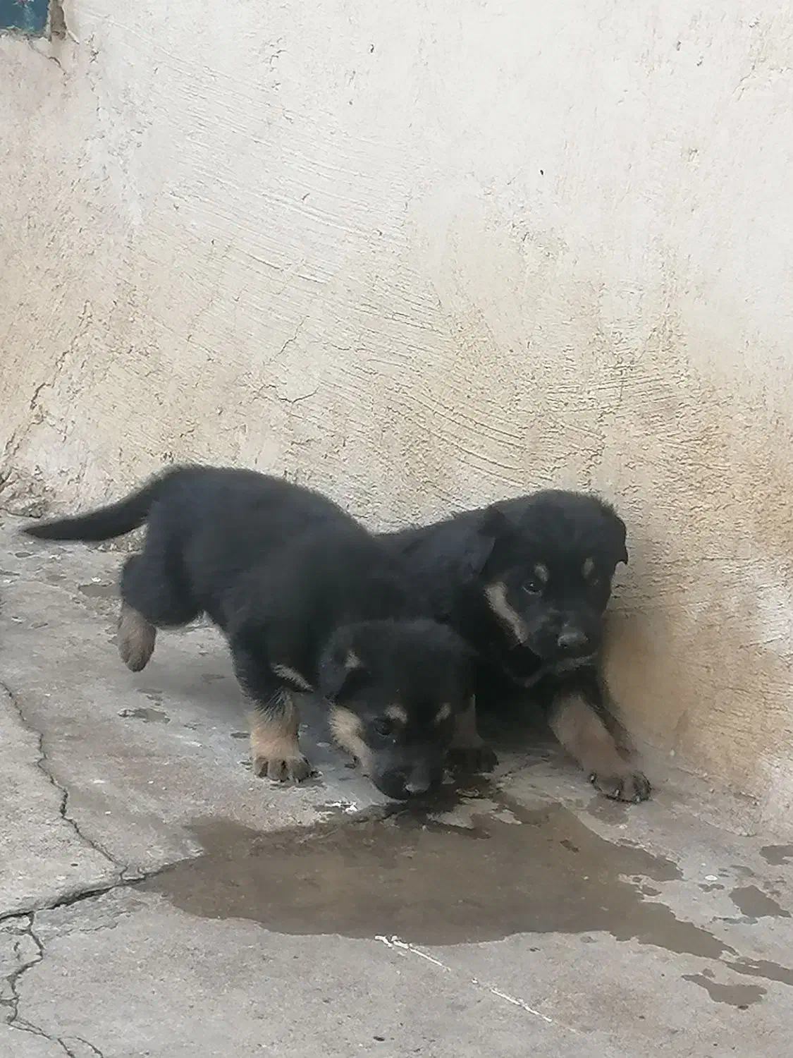 سگ ژرمن|سگ|مسجد سلیمان, |دیوار