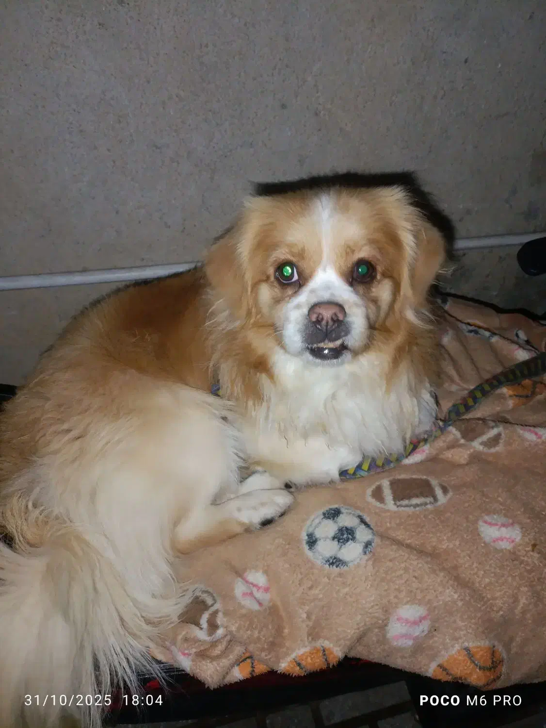 فروش یک سگ|سگ|کرمانشاه, |دیوار