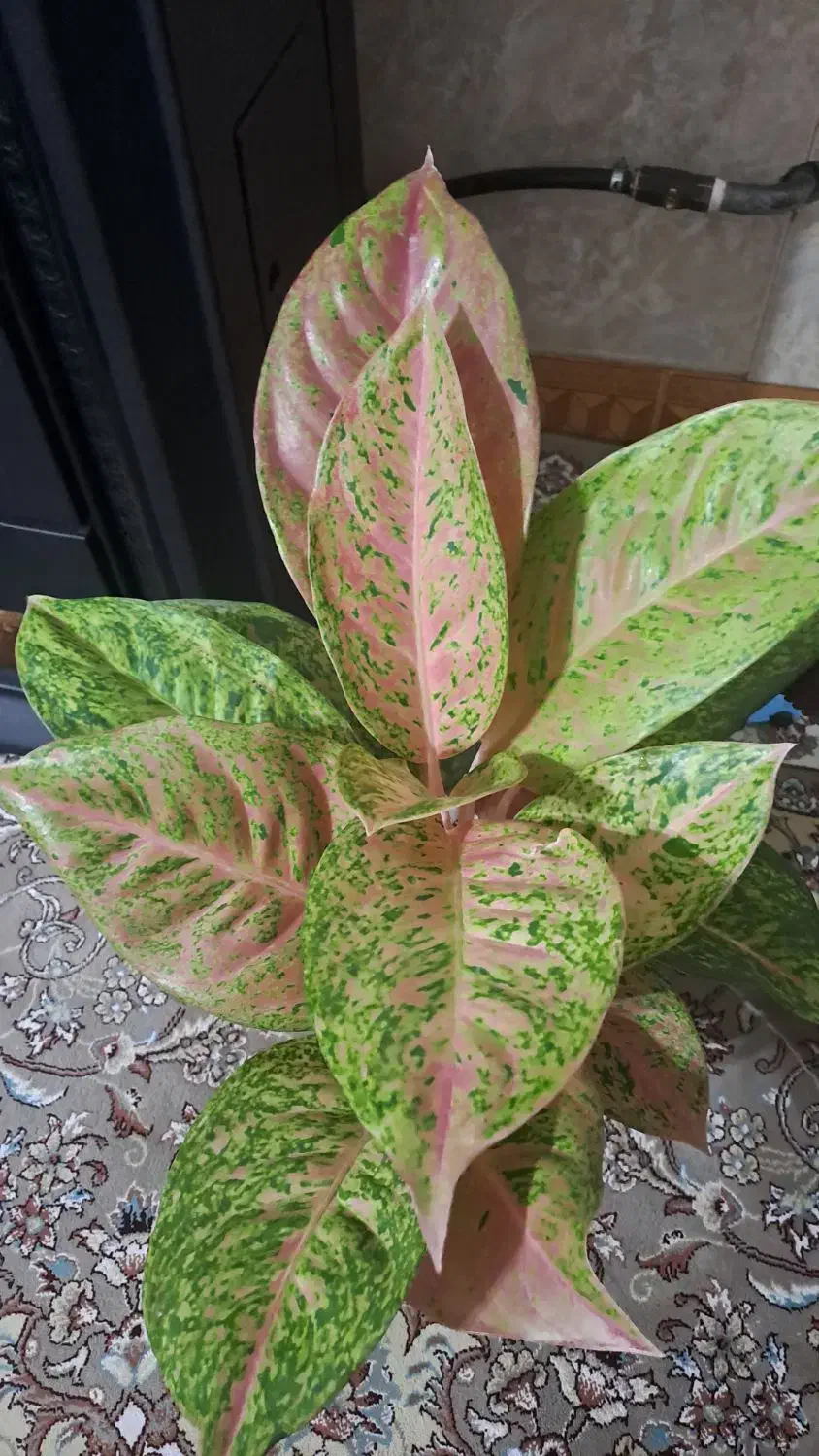 گل اگلونما پینک لیدی|گل و گیاه طبیعی|جوانرود, |دیوار