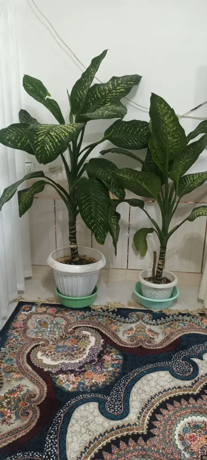 فروش گیاه دیفن باخیا،گیاه زیبا و پر طراوت|گل و گیاه طبیعی|داران, |دیوار