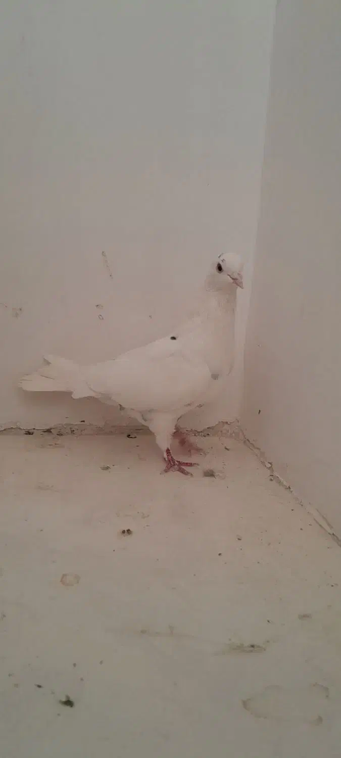 کفتر سفید غریب گیر|پرنده|ملایر, |دیوار