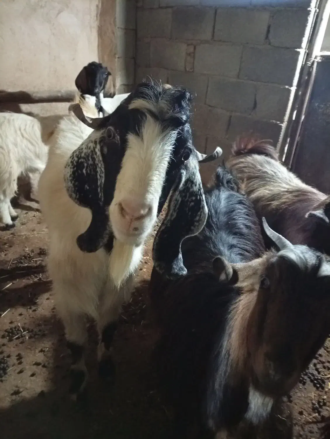 فروش گوسفند|حیوانات مزرعه|صحنه, |دیوار