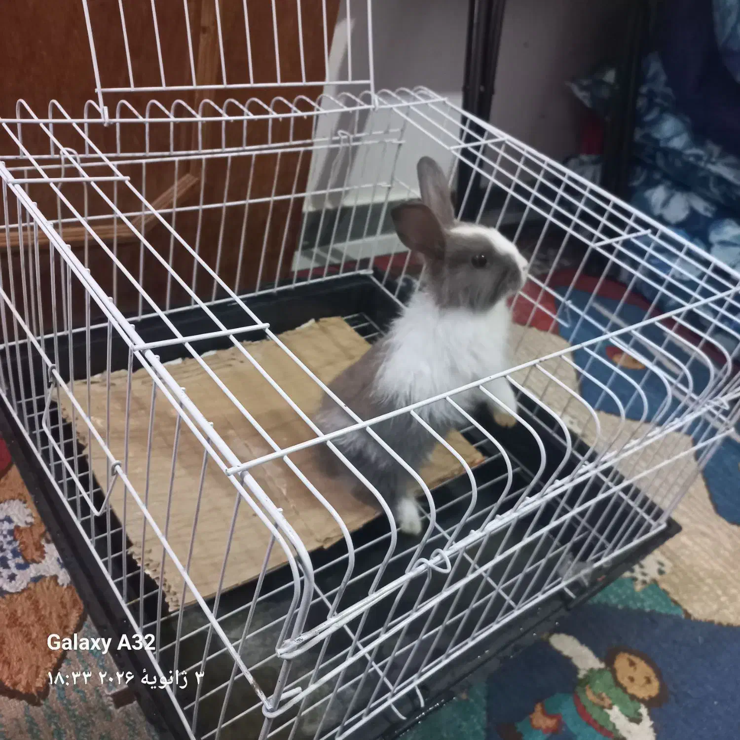 خرگوش لپ با قفس|موش و خرگوش|املش, |دیوار