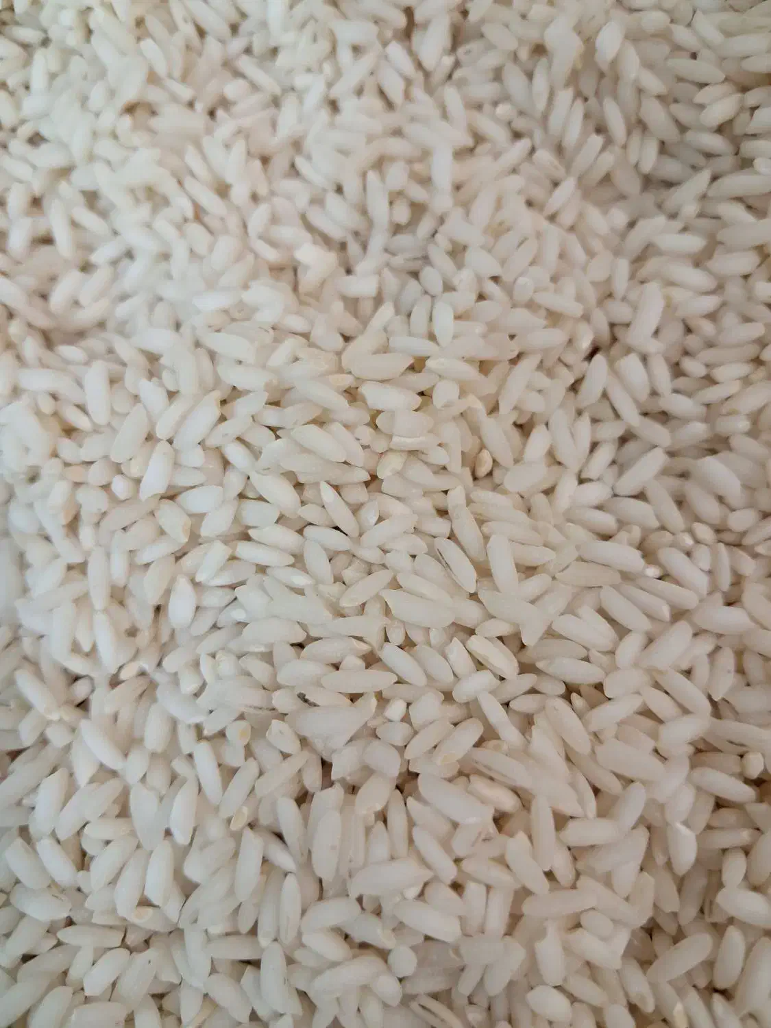 برنج ایرانی عنبربو شمال|خوردنی و آشامیدنی|محمدشهر, محمدشهر|دیوار