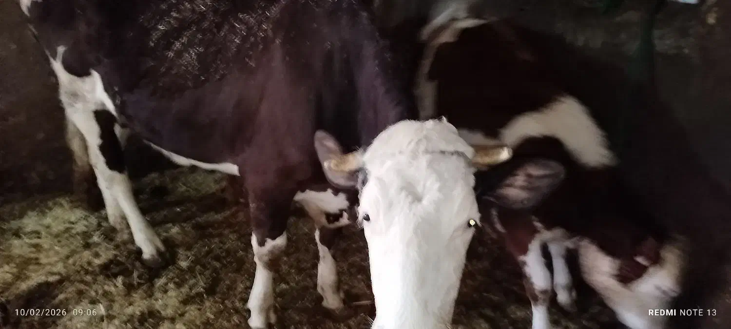 580|حیوانات مزرعه|بزینه رود, |دیوار