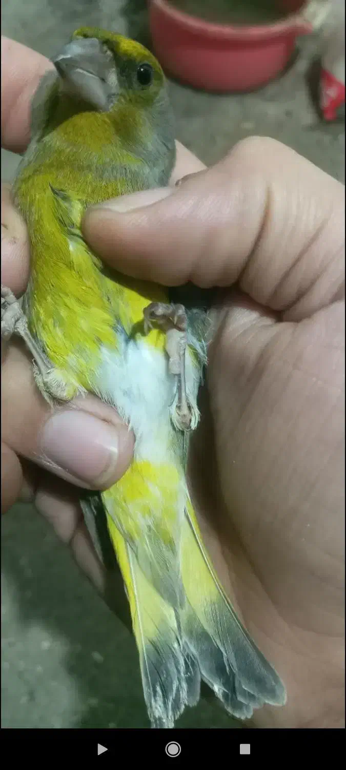 فروش سهره سبز نر|پرنده|جویبار, |دیوار