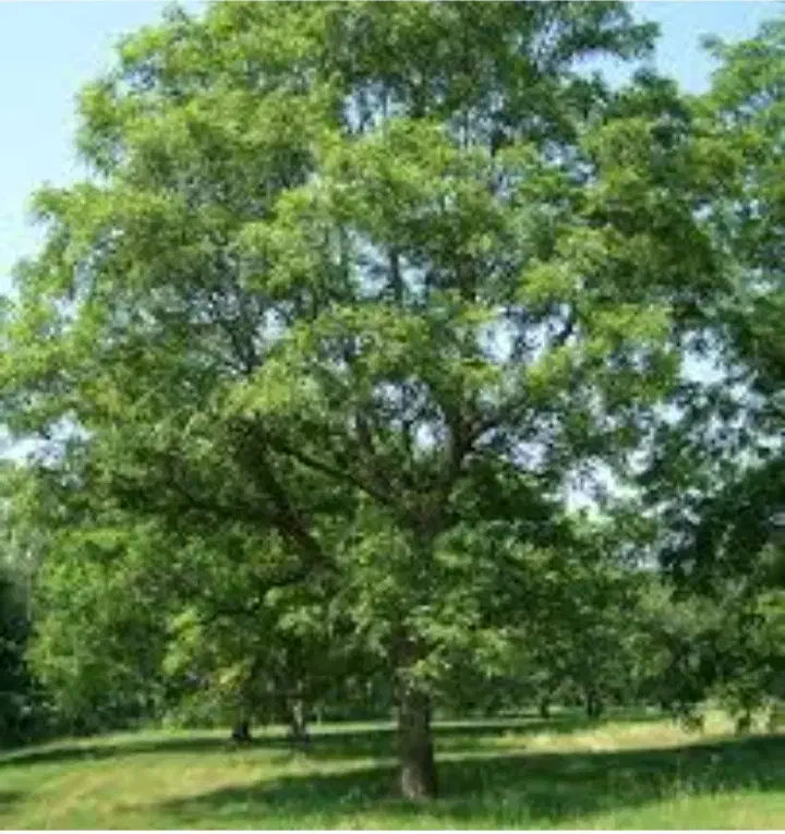 خرید انواع درخت و چوب|خدمات باغبانی و درختکاری|ارشق, |دیوار