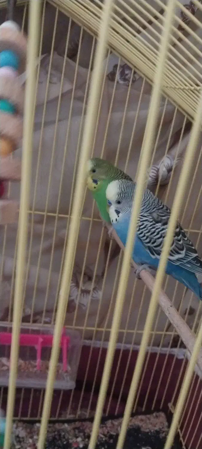 مرغ عشق های مولد و خریدار طوطی برزیلی و مینا و ع|پرنده|تبریز, |دیوار