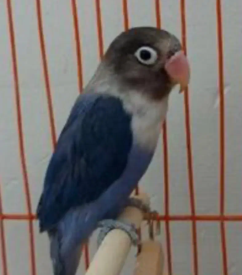 یک جفت طوطی برزیلی|پرنده|بندر ماهشهر, |دیوار