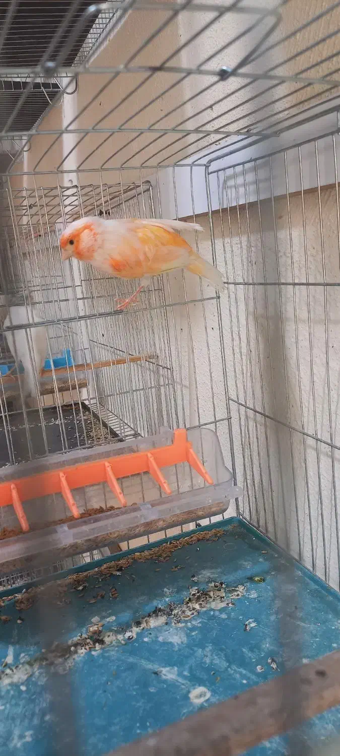 قناری|پرنده|مسجد سلیمان, |دیوار