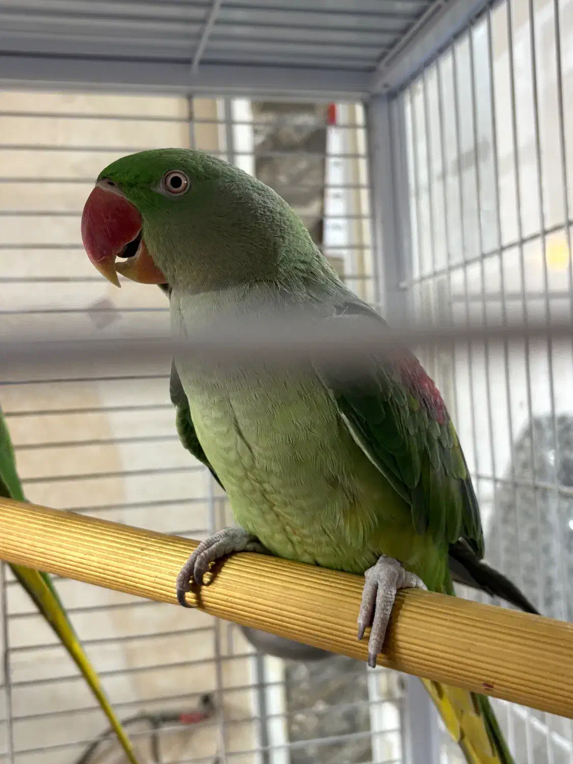 شاه طوطی|پرنده|رشت, گلسار|دیوار