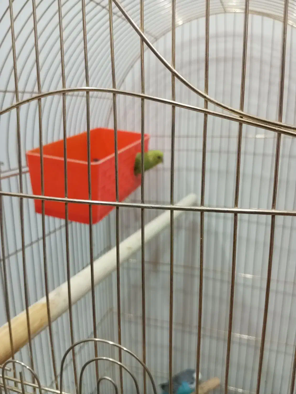 تعویض به فنچ|پرنده|کاشمر, |دیوار