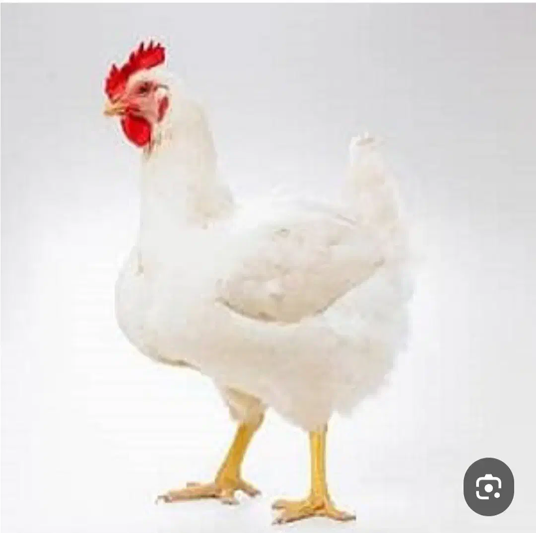 کارگر ساده کار در الوند|استخدام صنعتی، فنی، مهندسی|قزوین, |دیوار