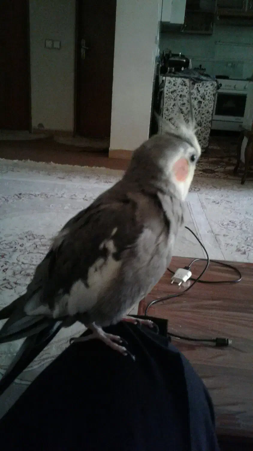 گمشده|حیوانات|اصفهان, بهارستان|دیوار