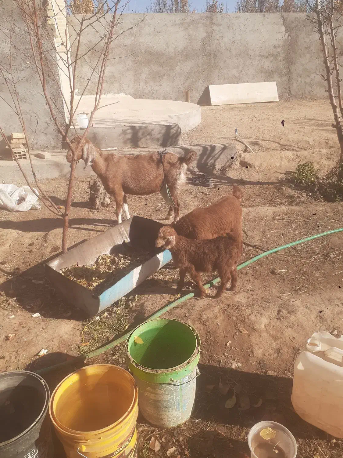 بزوکره دورگ|حیوانات مزرعه|مهریز, |دیوار