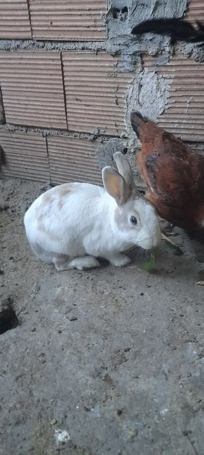 ۳تا خرگوش به فروش میرسد|موش و خرگوش|علی‌آباد کتول, |دیوار