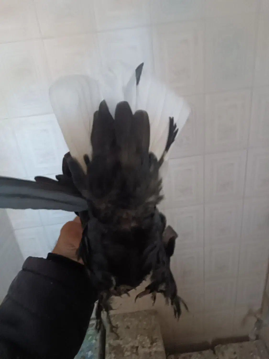 پلنگ،کلاغ،زاغ دمسفید کلاهی کفتر|پرنده|کرمان, |دیوار