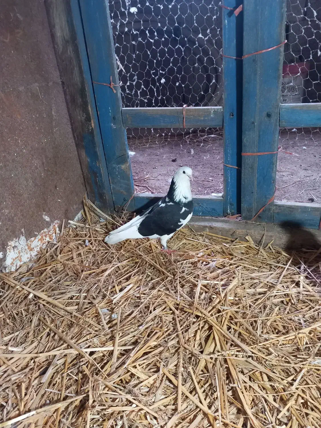 کبوتر پرشی|پرنده|رامیان, |دیوار