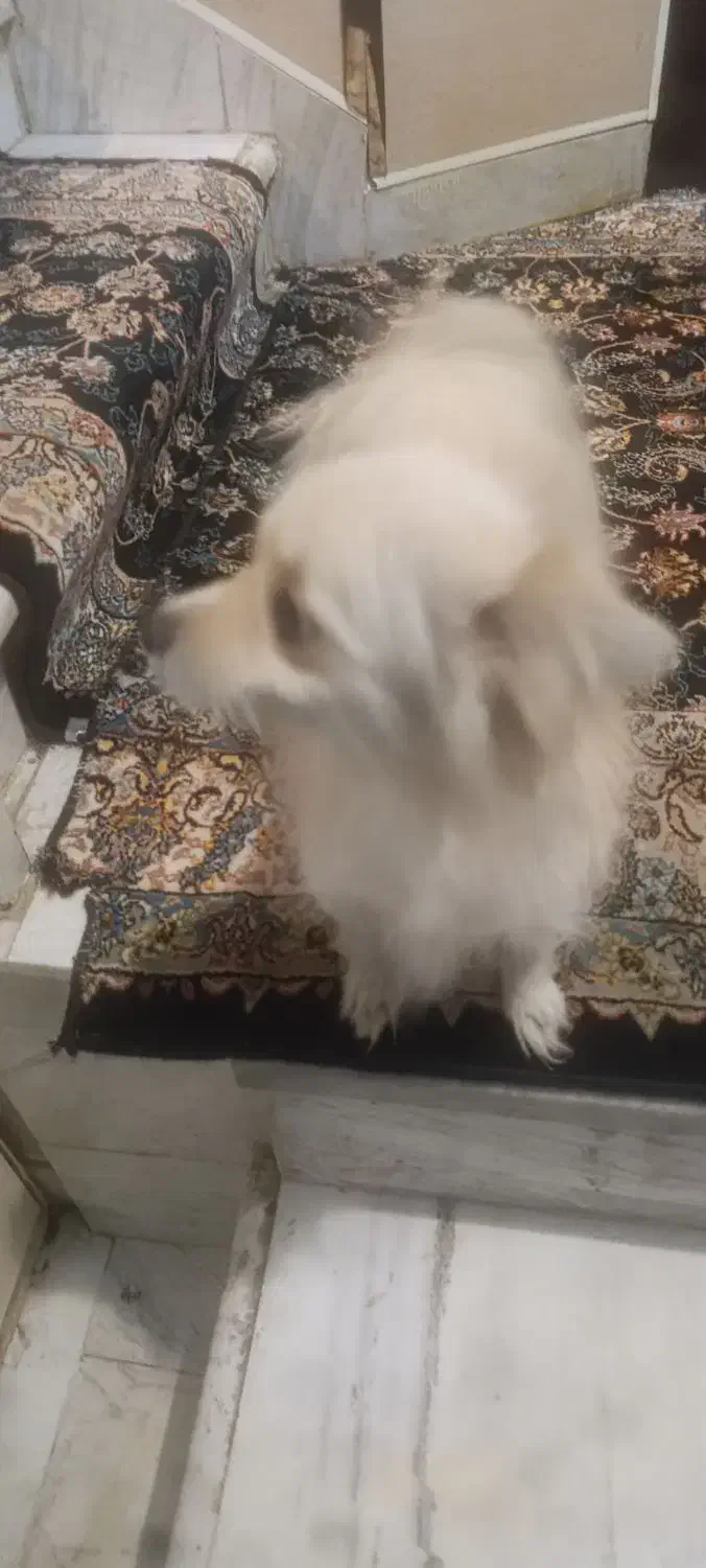 سگ پامرین روباهی ماده|سگ|بروجرد, |دیوار