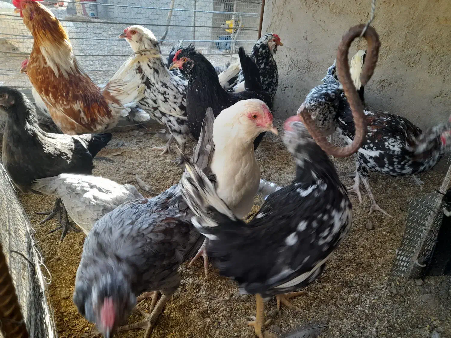 تخم مرغ نطفه دار گلین+خروس|حیوانات مزرعه|سیرجان, |دیوار