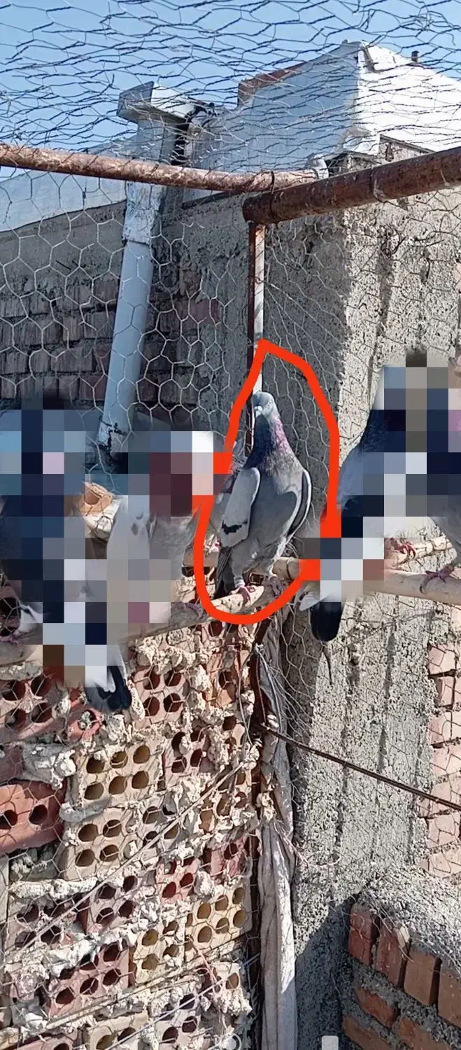 کبوتررفتنی|پرنده|محمدبار, |دیوار