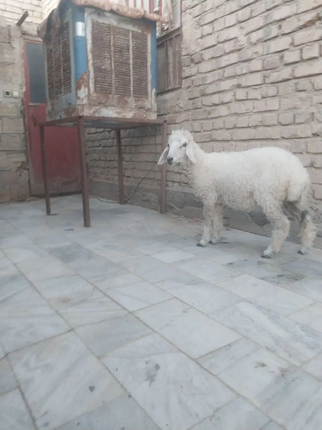 بره ماده|حیوانات مزرعه|زهک, |دیوار