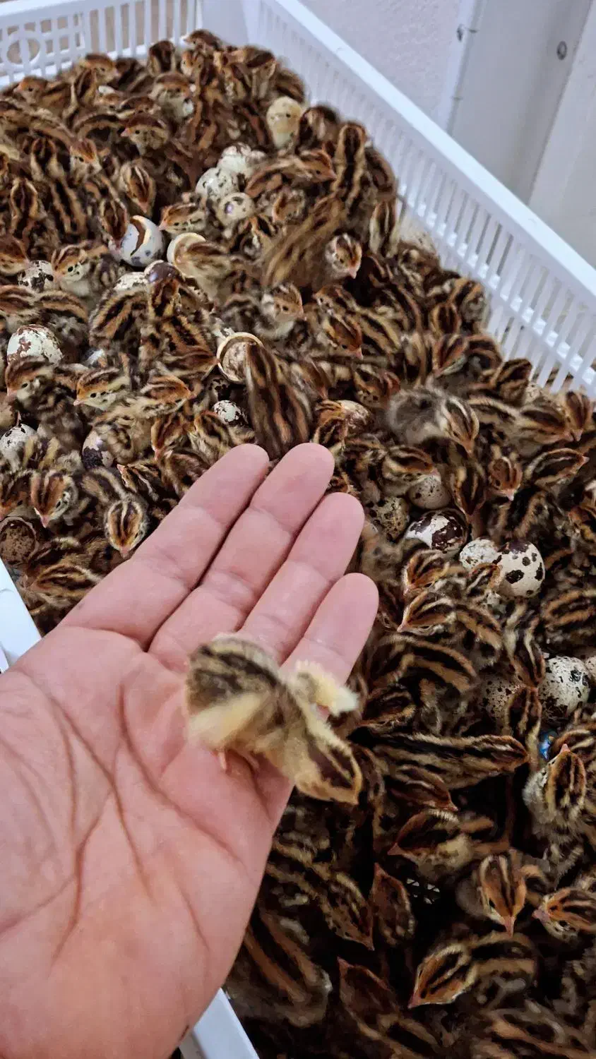 پیش فروش جوجه یکروزه بلدرچین|حیوانات مزرعه|قائم‌شهر, |دیوار