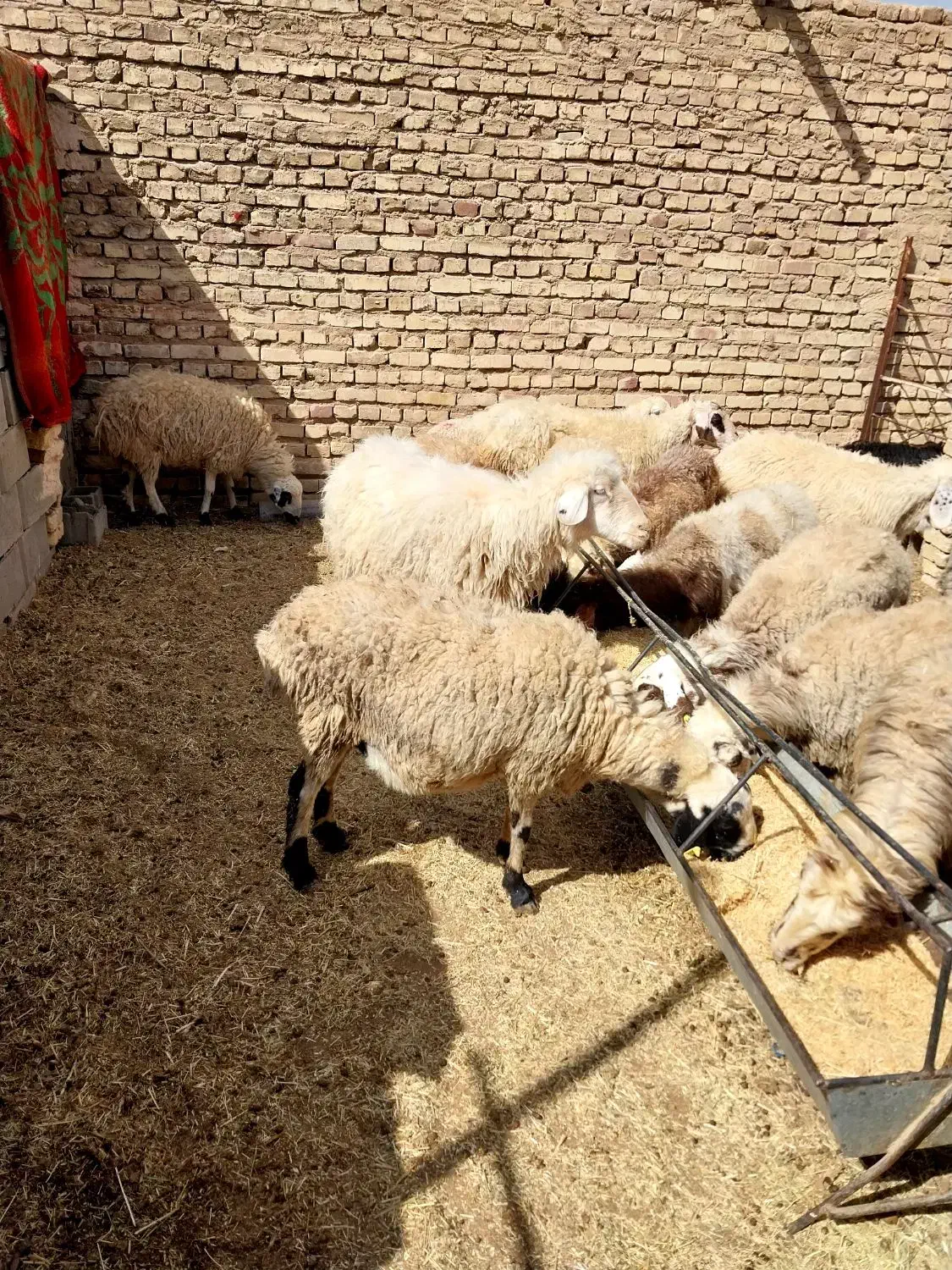 میش بره|حیوانات مزرعه|یزد, |دیوار