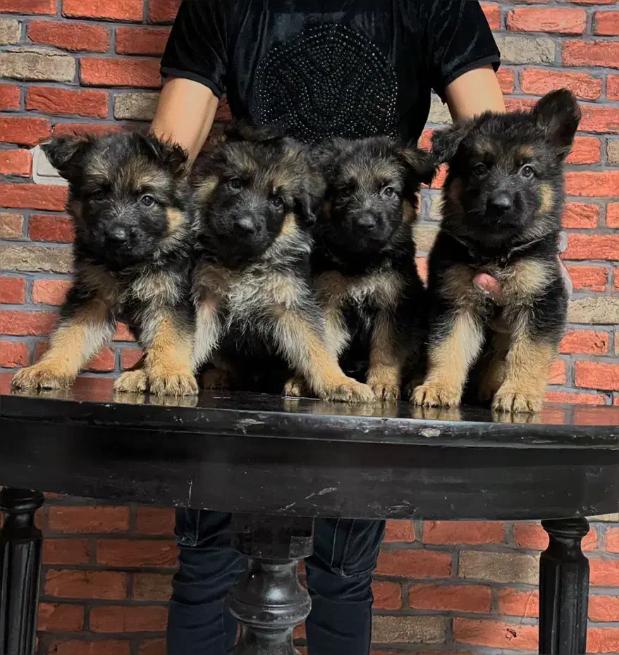 ژرمن شپرد شولاین|سگ|تهران, زعفرانیه|دیوار