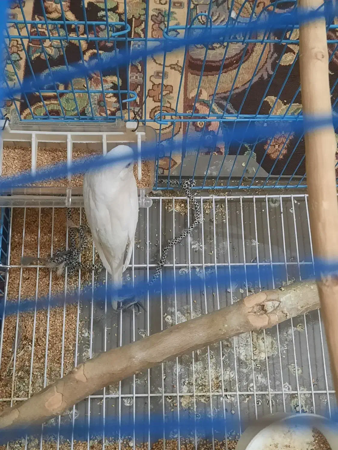 مرغ عشق سفید هلندی|پرنده|کرمان, |دیوار